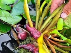 ʳ�ÿ����غ��ܳ���Щ��ҩ ��һ�����ܴ���