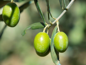 ��魵Ĺ�Ч������ ��魿������ʺ���ʹ