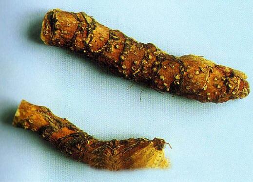 【图片】藏菖蒲 藏菖蒲的功效与作用 藏菖蒲用法用量使用禁忌