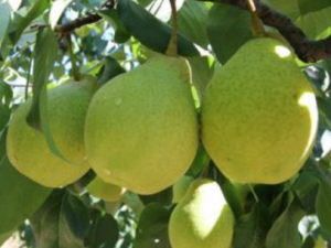 Ѽ��Ĺ�Ч������ Ѽ�������Ƚ���Ѫѹ�Ĺ�Ч