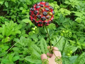 ���Ӳ�����Щ��Ч ���Ӳβ������η������