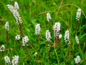 ��ѿޤ����Щ��Ч ��ѿޤ��θ������θ��