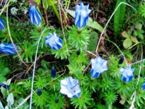 ���߲ݵĹ�Ч���� ���߲ݿ�������Ŀ���¾�����