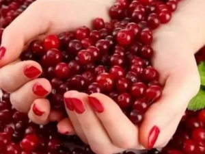 ��Խݮ�Ĺ�Ч������ ��Խݮ����������Ԥ���������Ⱦ