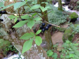 ��Ⲳ���ʲô��Ч ��Ⲳο���������ʹ