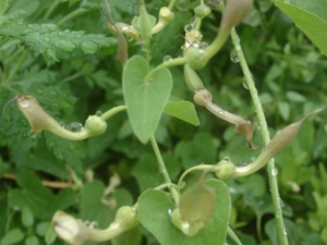 ��ɰ������Щ��Ч���� ��ɰ�����߶��κ������