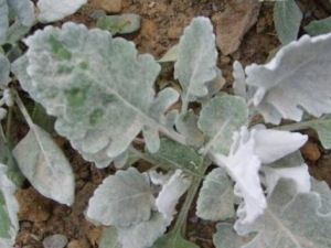 ��Ҷ������Щ��Ч���� ��Ҷ����С������