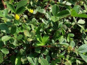 �����۵Ĺ�Ч���� ����������������������������Ѫ��