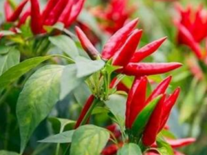 ָ콷ЩЧ ָ콷񲹷̥ҧ