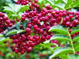 ʪ������ε��� �����ɰ������ʪ��