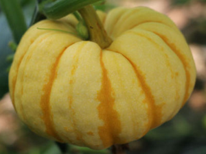 ��ʳ���ֹϵĺô� �������ʺ��ļ����·���ĺ�ʳ��