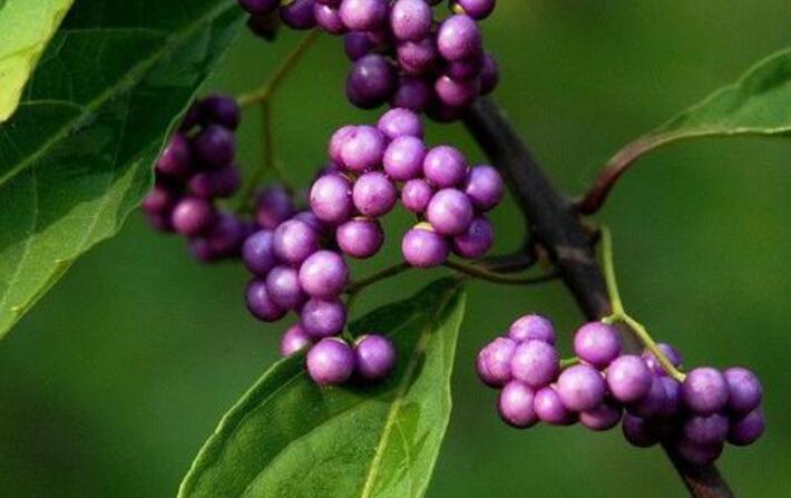 【图片】大叶紫珠 大叶紫珠的功效与作用 大叶紫珠用法用量使用禁忌