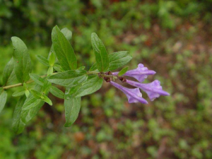 ֱ����˵Ĺ�Ч���� ֱ�������Ӹ���׶�