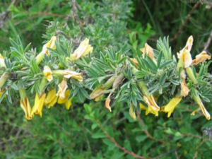 ֦�����Ĺ�Ч���� ֦�����θ�ð���գ�