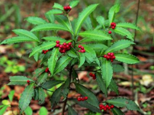 ����ɡ����Щ��Ч ����ɡ�ι��ʵ���