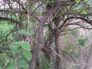 ��ľ����Щ��Ч ��ľ���¾�����