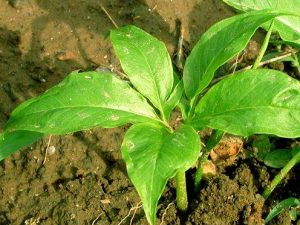 ��Ҷ��������Щ��Ч ��Ҷ�����ζ���ҧ�˼������׶�