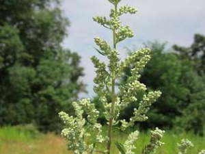 ŮðݽʲôЧ ¾ñðݽ