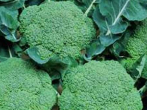 �����������ܹ������沿ɫ�� �������������Ƽ�