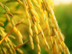 �������Ĺ�Ч���� ��������θ�������׳�ʪ����