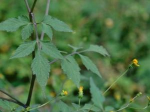 ճ�˻��Ĺ�Ч���� ճ�˻��η��Ȼ���