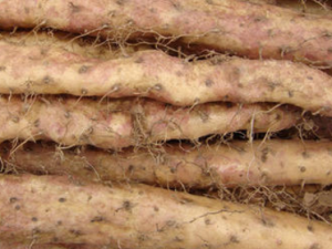 ճɽҩЩ ճɽҩƢʳйк