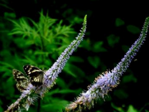 ն��������Щ��Ч���� ն�����η�ʪ������ʹ