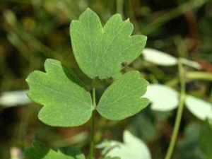 չ֦���ɲ�����Щ��Ч չ֦���ɲ����ļ�ͷʹͷ��