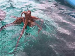 ��������Щ��Ч���� ����������Ѫ����