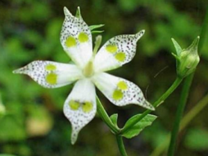 ����˵Ĺ�Ч���� ����˽�θ��ʪ����������