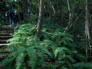 խҶƮݵĹЧ խҶƮֹδ