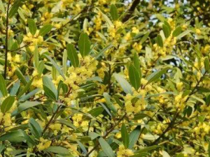 �¹�������Щ��Ч �¹�����С��������ʴ��