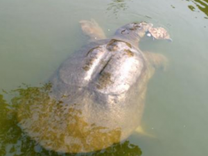 ������Щ��Ч���� �����θ���Ѫ��