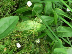 ��к�Ĺ�Ч���� ��к��ˮ��ʪ��С�㲻��