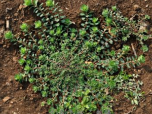 ��������Щ���� ����ɱ��ⶾ��ˮ������