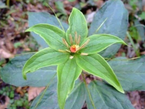 ���ݵĹ�Ч���� ������С��̥��