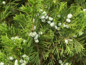 Բ��Ҷ�Ĺ�Ч���� Բ��Ҷ�ΰ��տ�