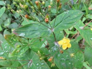 Ԫ��������Щ��Ч Ԫ�����������ʺ���