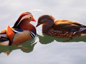 ԧ������Щҩ�ù�Ч ԧ������������