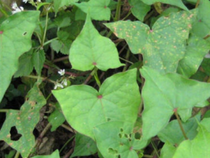 �������Ӫ����ֵ ������ɻ�Ѫ���������ⶾ