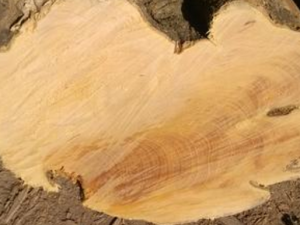 ����ľ�Ĺ�Ч���� ����ľ����ʪ��ʹ�ظ�����