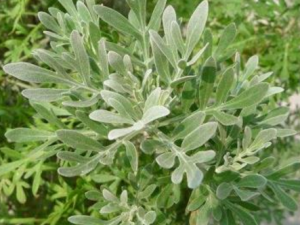 ��ʵ�Ĺ�Ч���� ��ʵ����׳������������