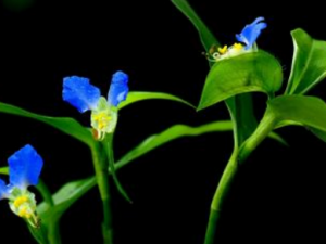 ֧�����׵���ҽ�Ʒ� ֧�����׵���ҽ����ƫ��