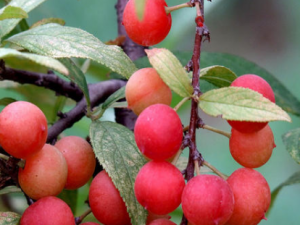 ��������Щ��Ч ���������С����̵ʵ