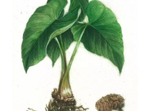 ��Ҷ�Ĺ�Ч���� ��Ҷ����ֹк�������ķ�����