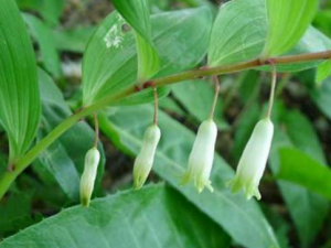 ����Ĺ�Ч���� ������������˥��