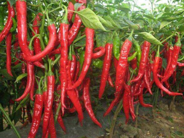 【图片】辣椒 辣椒的功效与作用 辣椒用法用量使用禁忌