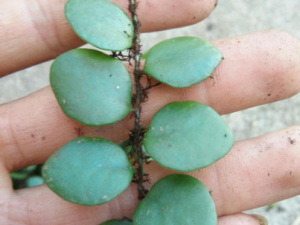 ����������Щ��Ч �����������ȱ�Ѫ