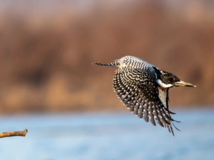 �㹷����Щ��Ч���� �㹷ֹ�����������