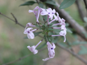 ��Ҷ��������Щ��Ч ��Ҷ������θ����ʹ